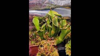 Heliamphora Heteradoxa timelapse 90days [upl. by Assirol352]