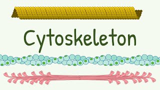 Cell Cytoskeleton Structure amp Functions  Microtubules  Thin Thick and Intermediate Filaments [upl. by Amoreta917]