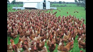 Amazing  Nearly 30 Thousand Chickens and Roosters All at Once out for feeding [upl. by Rana]