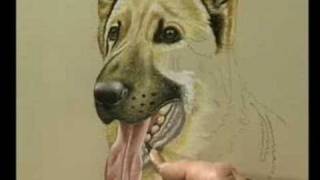 How To Draw a German Shepherd Part 2 [upl. by Abbe]