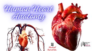 Human Heart Anatomy  Medical 3D Animation video Biology with Aliya [upl. by Ahseral]