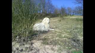 TEBE Splendida Maremmano Abruzzese [upl. by Garceau]