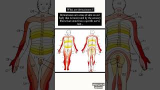 Lets learn Dermatomes amp Myotomes within 15 seconds [upl. by Eannej]