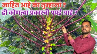 एक अनोख्या प्रकारच्या जातीची पपई  तुम्हाला माहिती आहे का  Papaya new variety  If you know this [upl. by Suirradal]