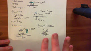 The Opioid Receptors Part 2 [upl. by Nikita]