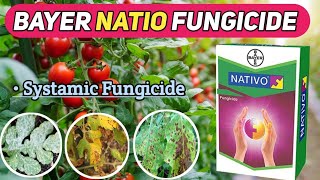 BAYER NATIO FUNGICIDE  natio fungicide  bayer natio [upl. by Atekahs]