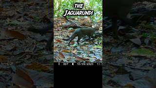 Jaguarundi Onza on Trail Cam [upl. by Eihpos]