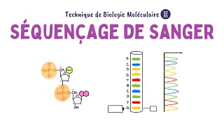 Séquençage de Sanger  Biochimie Facile [upl. by Anilok206]