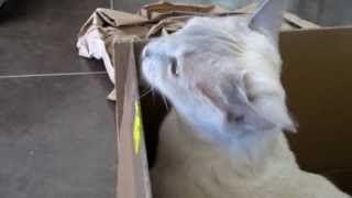 Silly Tonkinese Cat and a Box [upl. by Akimyt685]