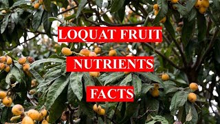 LOQUAT FRUIT  HEALTH BENEFITS AND NUTRIENTS FACTS  eatwell [upl. by Atnima833]