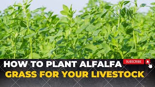 How To Grow Alfalfa Grass For Rabbits Cows sheep and Goats  Growing Lucerne Grass [upl. by Ezalb]