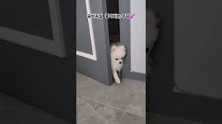 숨바꼭질 좋아하는 포메라니안 pomeranian 강아지 puppies 강아지브이로그 루피 반려견 강아지일상 子犬 포메라니안 day [upl. by Suzi445]