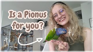 Pionus Parrot Guide and Overview  Everything you need to know UPDATED [upl. by Syck]