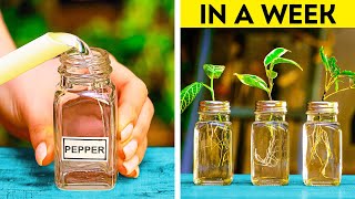 Growing and caring garden at home and backyard hacks for beginners 🧑‍🌾 shorts gardening plant [upl. by Muffin949]