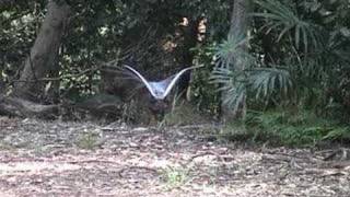 Superb Lyrebirds [upl. by Notlimah]