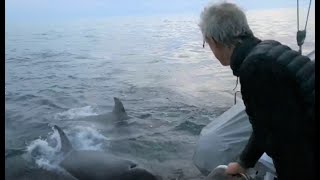 Des Orques attaquent un catamaran au large de la Corogne [upl. by Regdirb]