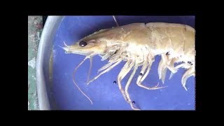 تشريح الجمبري علوم بنهاAnatomy of The prawn Pe [upl. by Lagas]