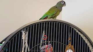 Maximilian Pionus Parrot Defensive Strut [upl. by Corrianne]