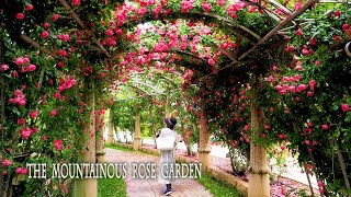 The alpine rose garden  Heidis Village Roses are in full bloom ハイジの村でバラが見頃 rose roses [upl. by Tegan]