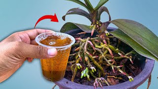 Just 1 Cup Per Week Orchid Starts New Roots And Flowers Instantly [upl. by Juliann497]