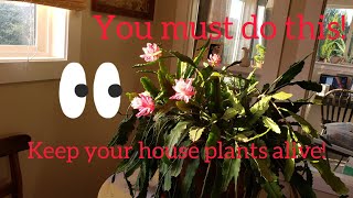 How to Leach Potted Plants [upl. by Tait]