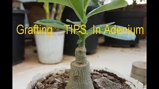 6 easy Tips for successful ADENIUM GRAFTING in 4K [upl. by Lorenzo138]