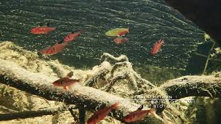 The Black read Red phantom tetra in its natural habitat — a video by Tai Strietman [upl. by Argus]