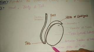 Male genital organspart 4  Epididymis and spermatic cord Anatomy [upl. by Denby]