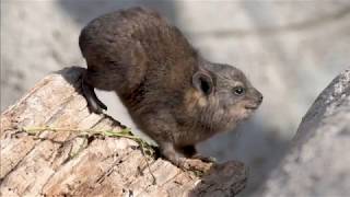 Small furry and… related to elephants Trio of rock hyraxes born at Chester Zoo [upl. by Roseann]