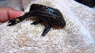 Pleco Care amp Info Hypostomus Plecostomus [upl. by Aitram]