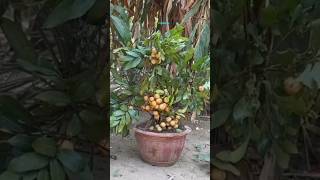 New technique for growing longan plant longangrafting longan farming viral shorts [upl. by Yllod]