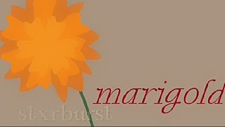 marigold  animation  song by nirvana animation nirvana fyp [upl. by Hanan]