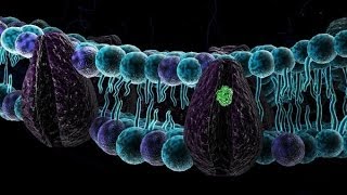 Biologia 08  Membrana plasmatica parte 1 [upl. by Tomlin]