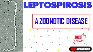 LeptospirosisEpidemiology Bacteriology Symptoms Transmission Diagnosis Prevention Treatment [upl. by Jonis]