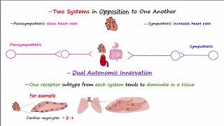 Classification of Bacteria Antibiotics  Lecture 1 [upl. by Anile]