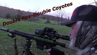 Double Coyotes  Double Fox  predatorhunting StevensFamilyOutdoors [upl. by Michaelina434]