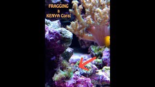 Fragging my Kenya Coral Tree with SUPER GLUE [upl. by Nauaj]