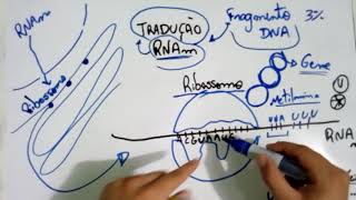 Tradução do RNA  Explicação Detalhada [upl. by Major]