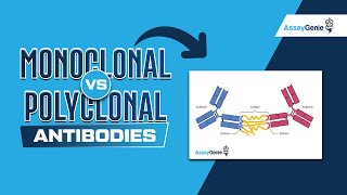 Monoclonal Vs Polyclonal Antibodies [upl. by Merritt]