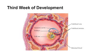 Overview or Introduction to the third week of embryonic development [upl. by Viviane839]