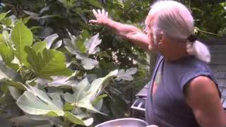 Tips for taking care of your Fig tree [upl. by Bowler]