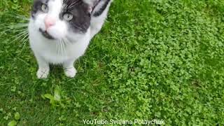 Funniest Animals 😂Funny Cats 185 Cat Meows Gato maulla Katze miaut Chat miaule Gato mia 猫の鳴き声 [upl. by Segalman]