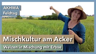 Mischkultur am Acker  Weizenanbau in Mischung mit Erbse  Odette Weedon  AKWAH Feldtag  2023 [upl. by Caylor]