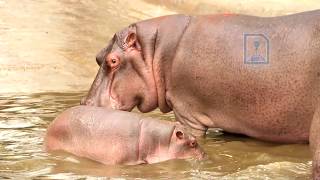 Best of Delhi Zoo I National Zoological Park Delhi [upl. by Laryssa512]