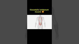 iliocostalis lumborum muscle 🤯  Upper limb muscle  3danatomy 3danimation humanbody [upl. by Vinaya]