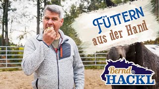 Fritz  Der Klügere gibt nach [upl. by Florin]