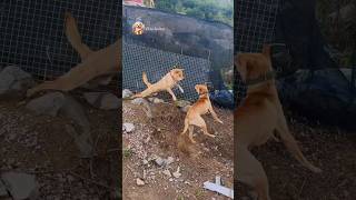 street dog fight  dog barking sound  dogs fight video dogfight streetdog [upl. by Rafaello]