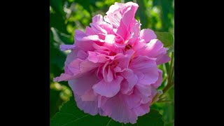 Plant Review Confederate Rose Hibiscus mutabilis [upl. by Jodee]