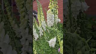 Foxgloves allotment gardening garden foxgloves [upl. by Abbotsun709]