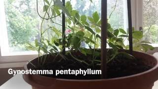 Gynostemma pentphyllum Jiaogulan Immortality Herb [upl. by Sayer]